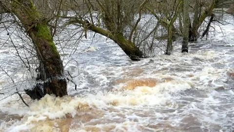 Trees in flooded river Stock Footage 84759945