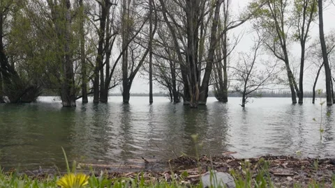Trees flooded with water Stock-Footage 238396997