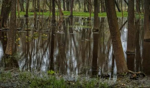 Trees flooded with water in the forest at spring Stock Photos