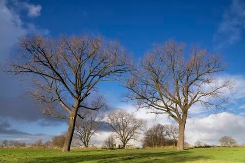 Trees in floodplain Stock Photos