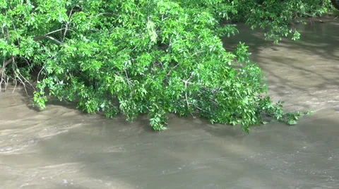 Trees in Floodwaters Stock Footage 54755622