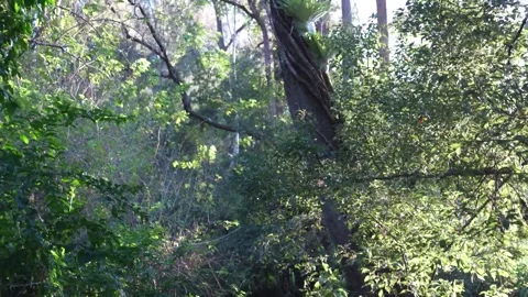 Trees flourish in a lush landscape Stock Footage 276331496