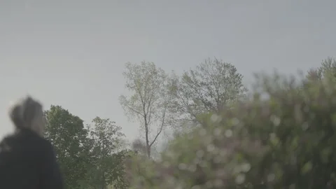 Trees with flower bush in foreground Video stock 241937640