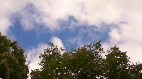Trees with flowers on a background of blue sky with clouds. Timelapse. Stock Footage 37777579