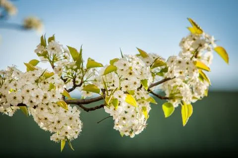Trees flowers bloom Stock Photos