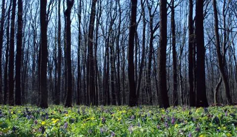 Trees flowers Foto stock