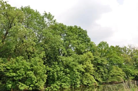 Trees flutering leaves Stock Photos