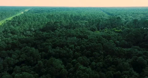 Trees fly by Stock Footage 247742863