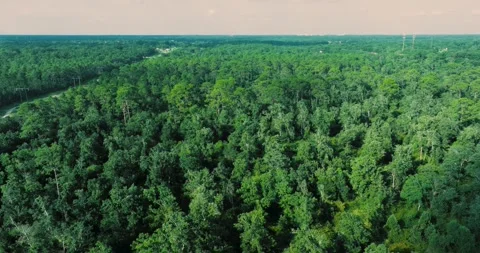 Trees fly over Stock Footage 247746483