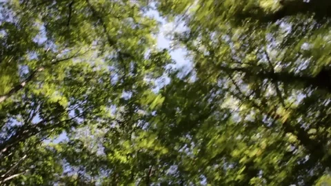 Trees Fly By Overhead Stock Footage 99118437