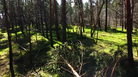 Trees by a flying drone Video stock 236988634