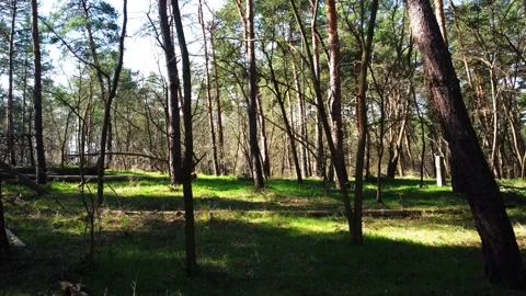 Trees by a flying drone Video stock 236988641