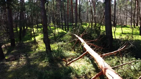 Trees by a flying drone Video stock 236988708