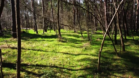 Trees by a flying drone Video stock 236988928