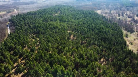 Trees by a flying drone Video stock 236989074