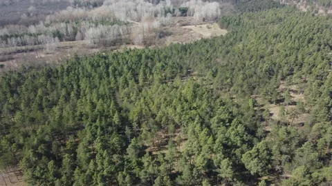 Trees by a flying drone Video stock 236989178