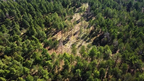 Trees by a flying drone Video stock 236990218