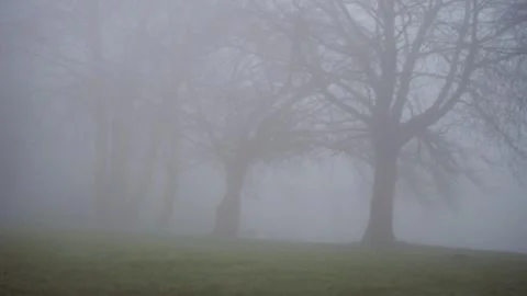 Trees in the Fog and mist Stock Footage 307909398