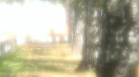 Trees in fog in autumn Stock Footage 33596201