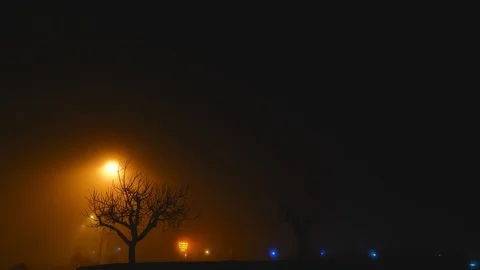 Trees fog brindisi Stock Footage 106945643