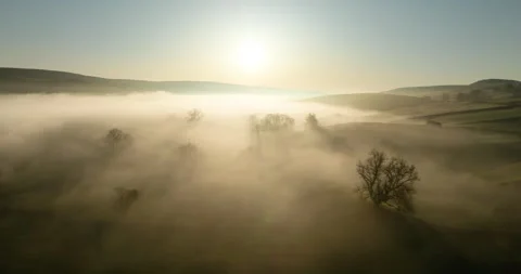 Trees in a fog covered valley Stock Footage 334164462