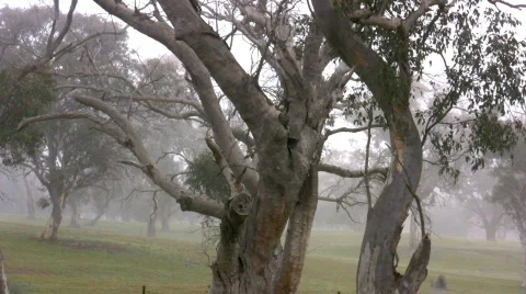 Trees in the fog Video stock 493815