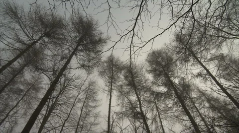 TREES IN FOG Stock-Footage 5707887