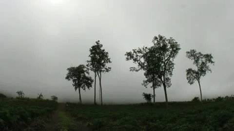 Trees In The Fog 스톡 동영상 11131758