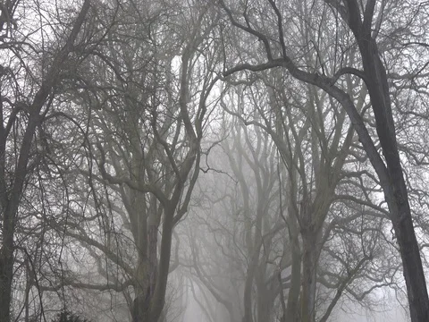 Trees in the fog Video stock 76909633