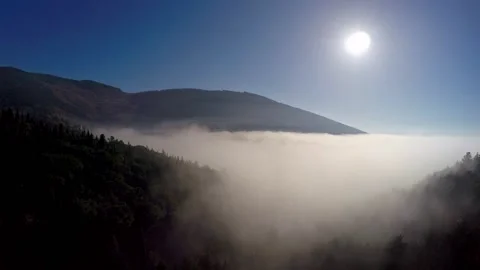 Trees in the fog Stock Footage 147365964