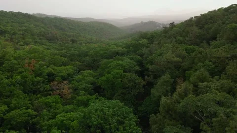 Trees with fog Stock Footage 205291953
