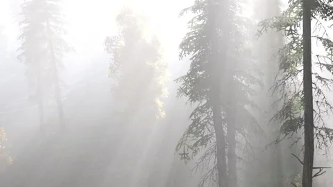 Trees in fog with light rays shining through in a forest setting Stock Footage 340627163