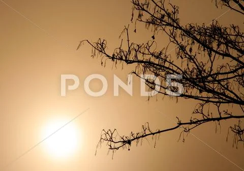 Trees in fog Stock Photos