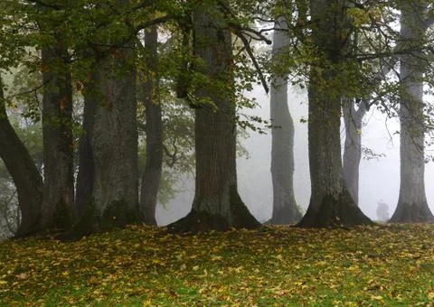 Trees in the fog Stock Photos