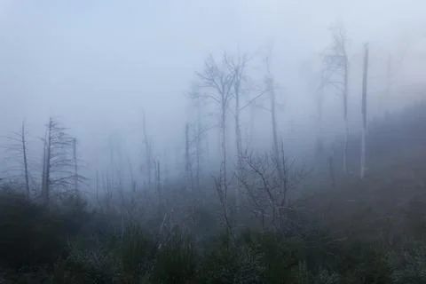 Trees in the fog Stock Photos