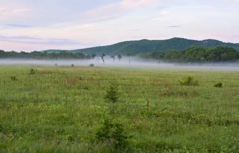 Trees in the fog Stock Photos