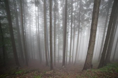 Trees in fog Stock Photos