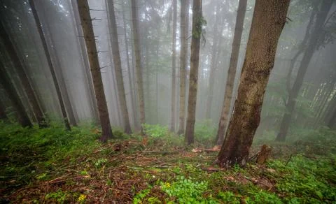 Trees in fog Stock Photos