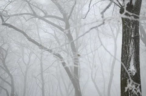 Trees in Fog Stock Photos