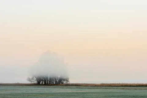 Trees in the Fog Stock Photos