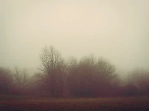 Trees in the fog Stock Photos