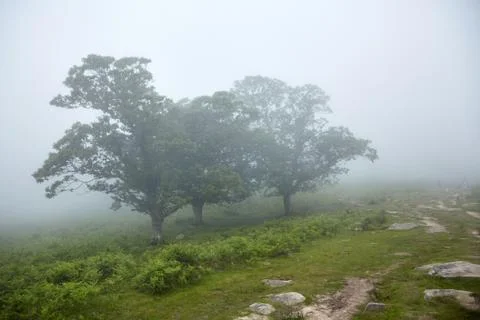 Trees in the fog Stock Photos