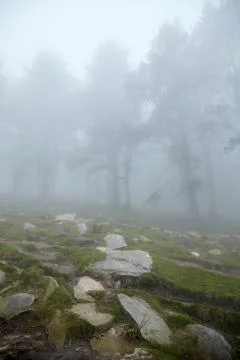 Trees in the fog Stock Photos