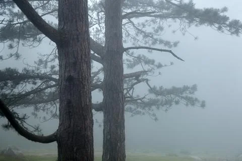 Trees in the fog Stock Photos