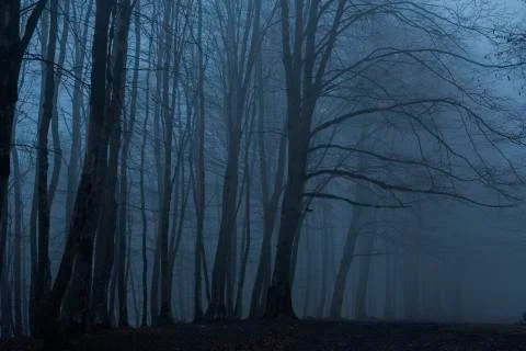Trees in the fog Foto stock