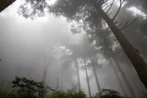 Trees in fog 스톡 사진