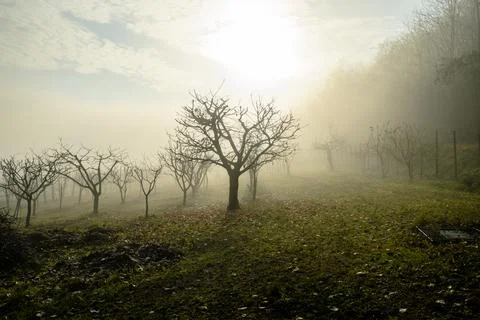 Trees in the fog Stock Photos