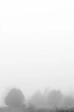 Trees in fog Foto stock