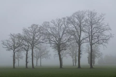 Trees in the fog. Stock Photos