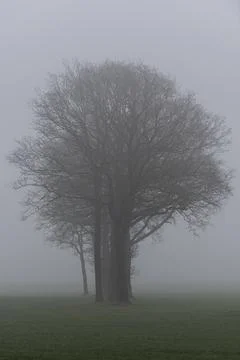 Trees in the fog. Stock Photos